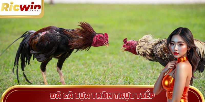 Đá Gà Cựa Tròn Trực Tiếp