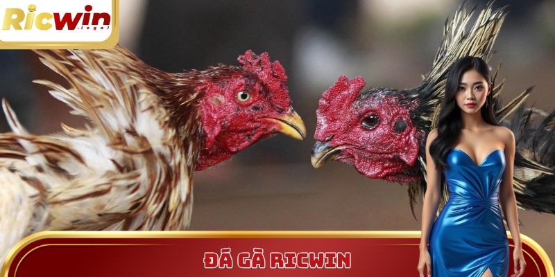 Đá Gà Ricwin - Đặt Cược Siêu Nhanh, Trực Tiếp Cực Mượt