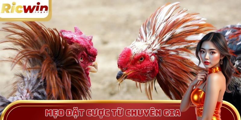 Mẹo cược đá gà cựa tròn trực tiếp từ các chuyên gia