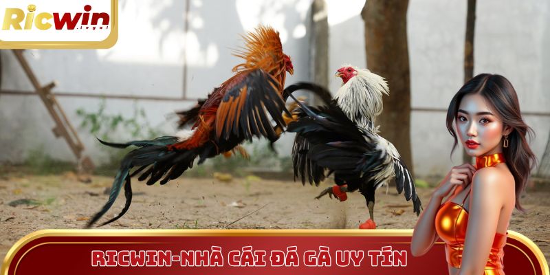 Ricwin là nơi phát sóng đá gà đáng tin cậy nhất hiện nay