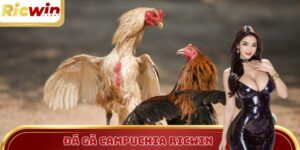 Đá gà Campuchia