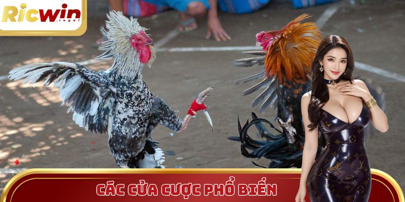 Các cửa cược đá gà Campuchia tại Ricwin