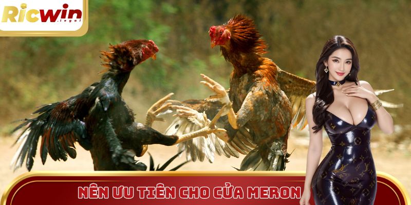 Ưu tiên đặt cược vào gà Meron nếu bạn chưa nắm bắt được tình huống